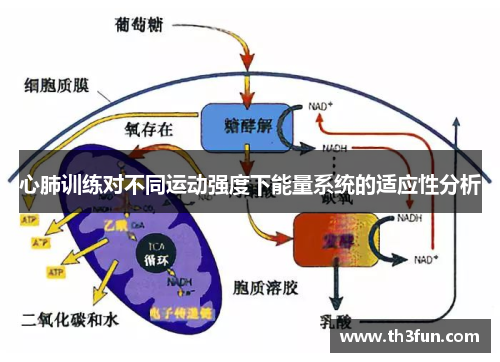 心肺训练对不同运动强度下能量系统的适应性分析